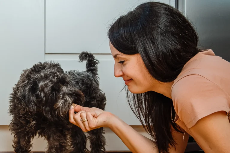 Hotel domowy dla Psa, Jak wybrać? Jak przygotować pupila na pobyt w hotelu?